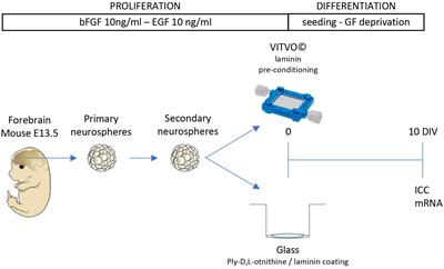 A Novel Three-Dimensional Culture Device Favors a Myelinating Morphology of Neural Stem Cell-Derived Oligodendrocytes